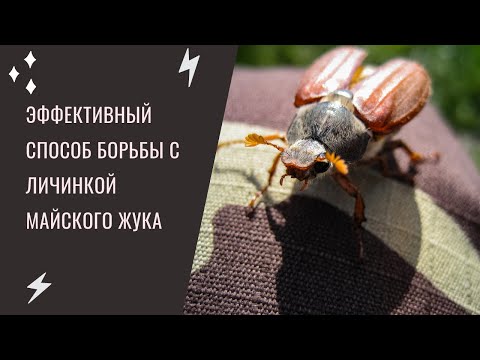 Видео: Как победить личинку майского жука на голубике?