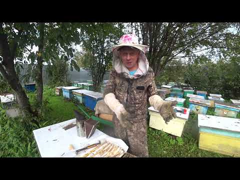 Видео: ВСКРЫВАЮ ПОЙМАННЫЕ РОИ И СОБИРАЮ ГНЁЗДА В ЗИМУ