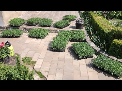 Видео: Висадка у відкритий ґрунт перцю, помідор, огляд капусти, кукурудзи, редиски і бла бла бла