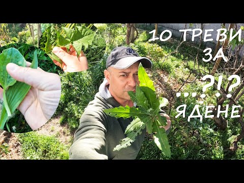 Видео: ТРЕВИ ЗА ЯДЕНЕ GRASSES TO EAT #herbs #foraging #yard #garden #plants #salad #билки #растения