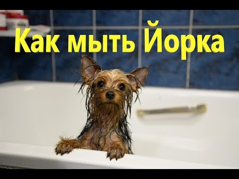 Видео: Как мыть Йорка