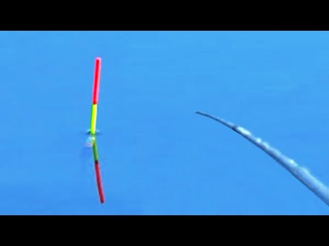 Видео: ПЛОТВА на махову Вудку . Ловля в проводку на р. Горинь