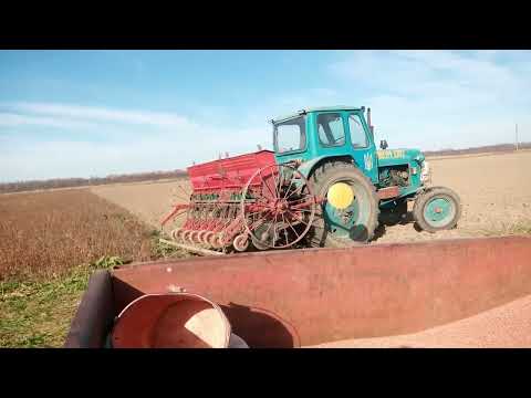 Видео: Запоздавший посев озимой пшеницы