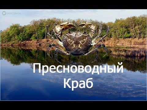 Видео: РР3.99 -  Крабовое мясо - Ловля Пресноводного краба