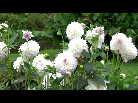 Видео: Заброшенные дачи в Германии#CELLE/DE#