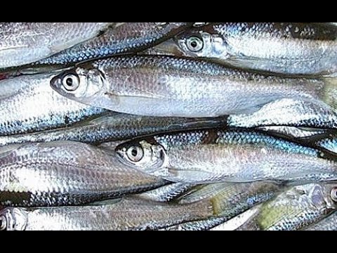 Видео: Рыбак Рыбаку 398 "Весенняя ловля уклейки".