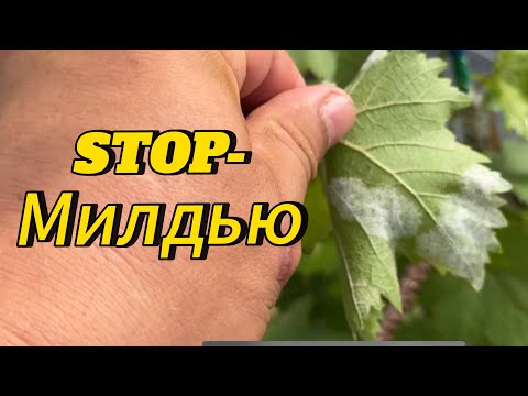 Видео: STOP-это Милдью! Что теперь делать? Как спасти виноградник?  1 часть.