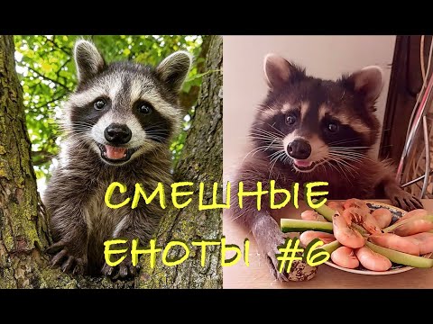 Видео: Cмешные ЕНОТЫ #6 / Приколы с ЕНОТАМИ 2020 / Funny Raccoons.