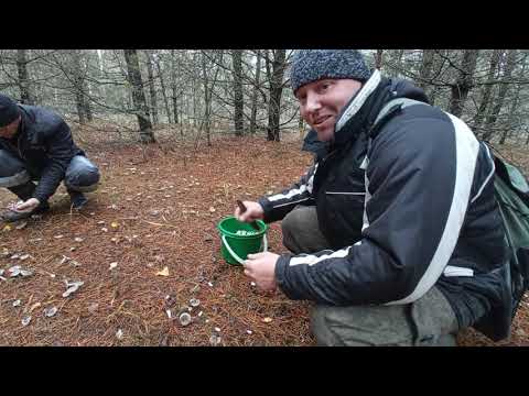 Видео: В лес за осенними грибами/время рядовок настало🪣😀 Могилевская обл/Бобруйский р-н/Беларусь(1.11.25)