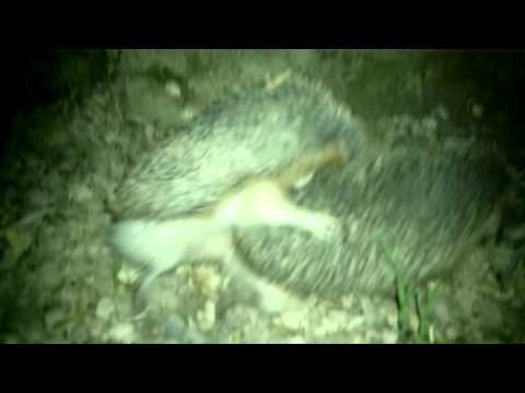 Видео: спаривание у ежей