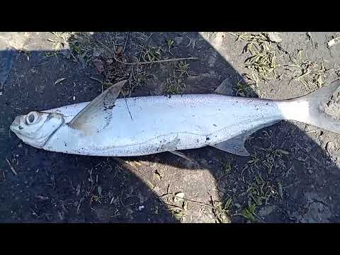 Видео: Рыбалка на реке Дон. Раздача Чехони.