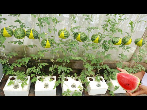 Видео: Уникальный метод выращивания арбуза в домашних условиях - Урожайность меня удивила