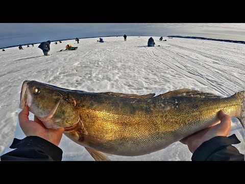 Видео: ТРОФЕЙНЫЙ СУДАК НЕ ЛЕЗЕТ В ЛУНКУ! Ловля судака на виб. Весенняя рыбалка. Последний лёд 2024.