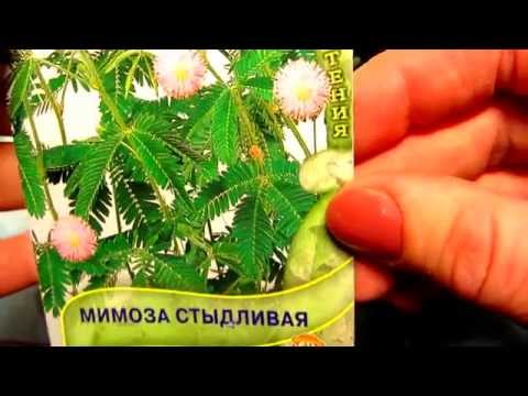 Видео: Мимоза стыдливая - НЕДОТРОГА