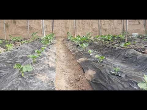 Видео: Аз памидор чихел даромад гирифтан ва даромади памидор