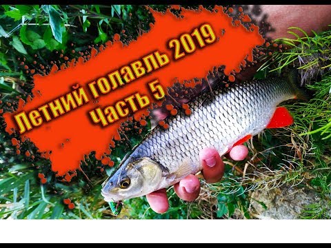 Видео: летний голавль(щука) 2019 ч 5. Мой поводок для лайта.