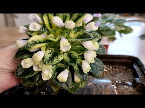 Видео: Пересадка фиалок через год. Обновление старой фиалки и размножение...