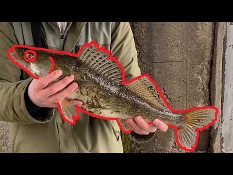 Видео: Нижняя Москва-река #4 - Преднерестовый судак на микроджиг