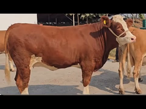 Видео: Анаира Сементали Гигант меган Бугузи Наздик аз Акаи Махмуд 16.октября 2025 г