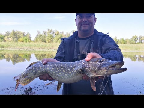 Видео: Ловля щуки на мандулы. Эта приманка не перестает меня удивлять!!!