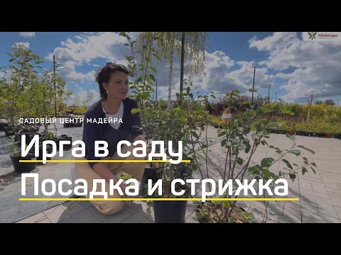 Видео: ИРГА в вашем саду. Посадка, уход и обрезка. ИРГА в форме зонтика, шара или в живой изгороди