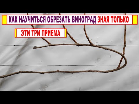 Видео: 🍇 Даже не думай начинать ОБРЕЗКУ ВИНОГРАДА, если не знаешь ЭТИ ТРИ ПРИЕМА. Вертикальная полярность!