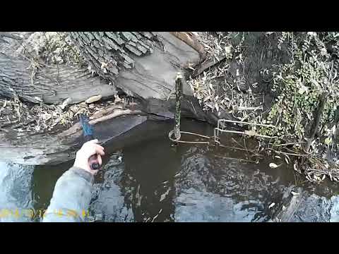 Видео: Охота на норку проверка капканов