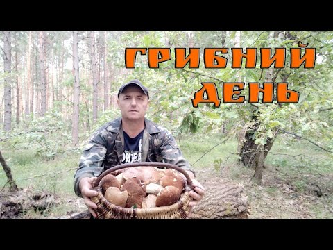 Видео: ТИХЕ ПОЛЮВАННЯ. 25.06.2024Р. КОШИК ГРИБІВ...