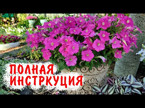 Видео: ВЫРАЩИВАЕМ ПЕТУНИИ КРУГЛЫЙ ГОД! Зимний уход за петуниями, черенкование
