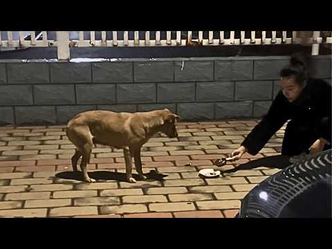 Видео: Пугливая бездомная собака боялась людей, но 20 дней ласки и заботы вернули ей веру в любовь.