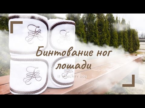 Видео: Как бинтовать ноги лошади?