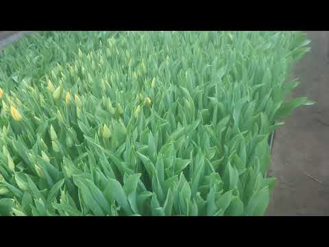 Видео: Подведение итогов выгонки тюльпанов 2020. Ещё раз о подкормках.