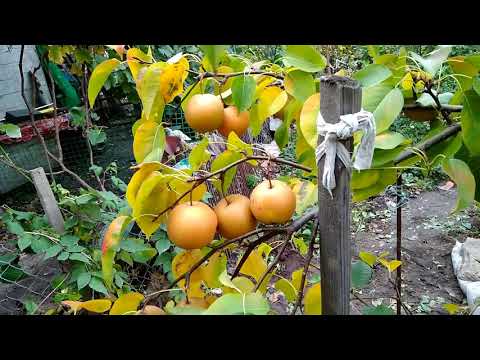 Видео: Азиатские груши