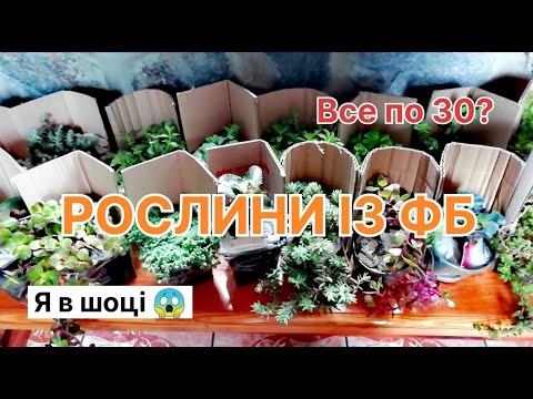 Видео: Розпаковка. Хотіла купити колекцію рослин і що отримала?