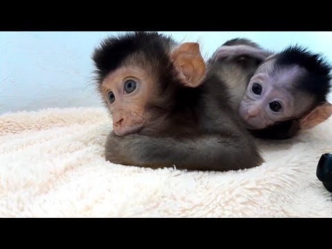 Видео: МАЛЕНЬКАЯ ОБЕЗЬЯНКА КОРОЛЕВЫ НЕ МОЖЕТ ВСТАТЬ И НЕ МОЖЕТ ХОДИТЬ.!!!