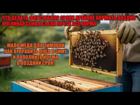 Видео: МЁДА НЕТ КОРМИТЬ ПОЗДНО И НЕПРАВИЛЬНО как ОТПРАВИТЬ ПЧЁЛ В ЗИМУ И ПОПОЛНИТЬ КОРМА В ПОЗДНИЙ СРОК 🍯🐝🐝