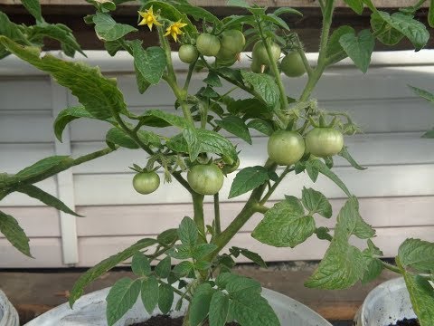 Видео: ОГОРОД НА БАЛКОНЕ. ВИДЕООБЗОР ПОСАДОК. Ольга Чернова.