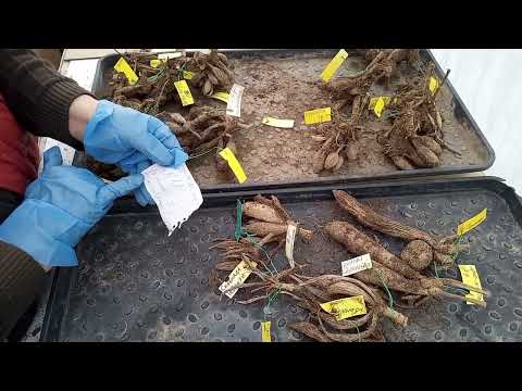 Видео: Высаживаю георгины в горшки для раннего цветения. 18 февраля 2022 г.