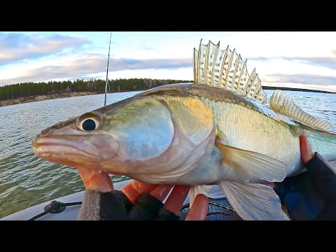 Видео: Спиннинг. Рыбалка на судака! ИГРИВАЯ проводка приманки выручила! 😃 Новые места