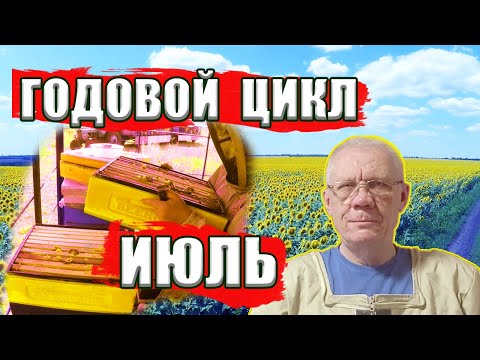 Видео: Годовой цикл содержания пчелиных семей. ИЮЛЬ - Критически важный месяц!