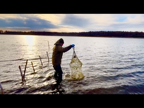 Видео: Как работает в фитиле приманка. Рыбалка на севере. Охота на рябчика.