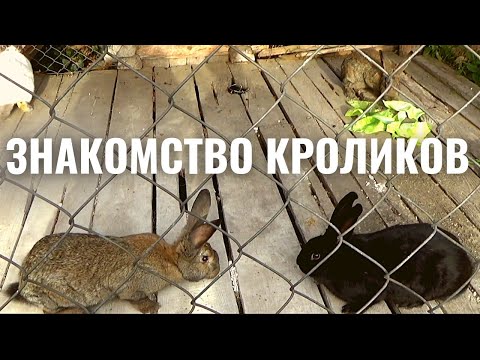 Видео: знакомство кроликов