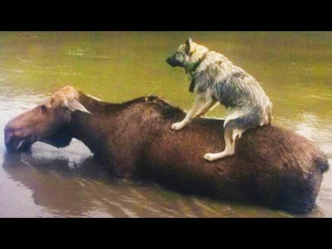 Видео: СОБАКА ПЕРВЫЙ РАЗ В ТАЙГЕ! ЗАЧЕМ Я ЭТО СДЕЛАЛ?