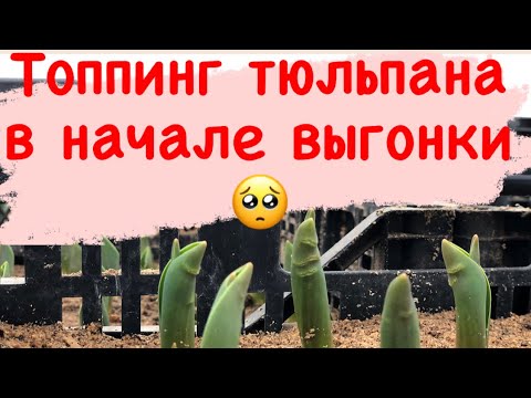 Видео: Топпинг!!! Что делать? 23.01.2022. Ошибки. Перепад температуры. Выгонка тюльпанов.