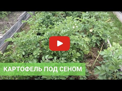 Видео: Выращивание картофеля под сеном в высокой теплой грядке