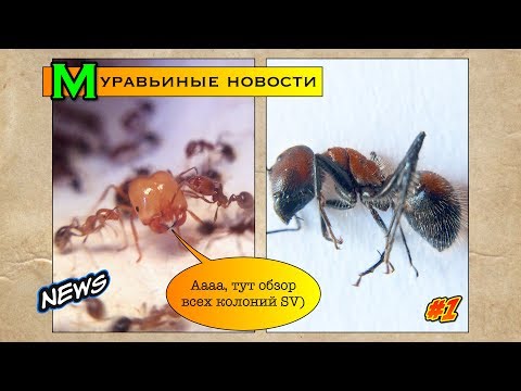 Видео: Муравьиные новости #1 // Обзор всех колоний