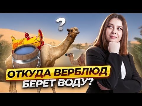 Видео: Липиды за 27 минут | Биология ЕГЭ для 10 класса | Умскул