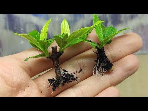 Видео: КОМБИНИРОВАННЫЙ ЧЕРЕНОК