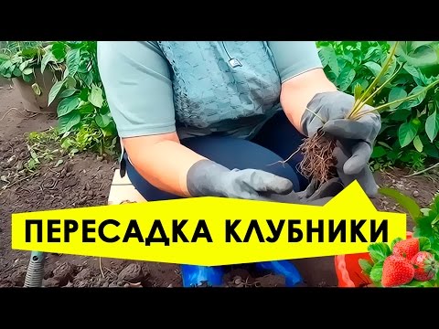 Видео: Пересадка клубники на новое место! Подготовка почвы