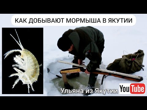 Видео: Рыбак добывает мормыши на озере в Якутии